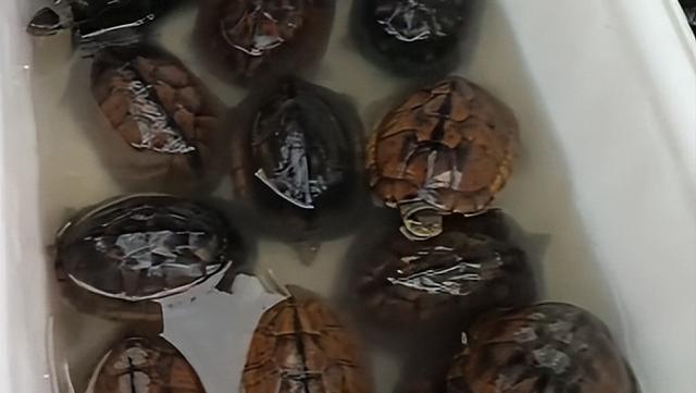 烏龜怎么做好吃請問烏龜怎么做好吃插圖2 烏龜怎么做好吃請問烏龜怎么做好吃插圖2