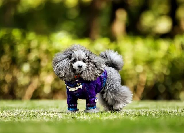 貴賓犬圖片貴賓犬圖片造型圖片大全插圖6 貴賓犬圖片貴賓犬圖片造型圖片大全插圖6