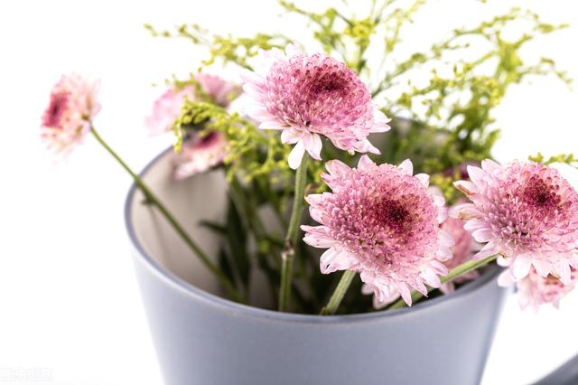 女生的小雛菊長(zhǎng)什么樣女生的小雛菊長(zhǎng)什么樣(不是花)照片插圖3