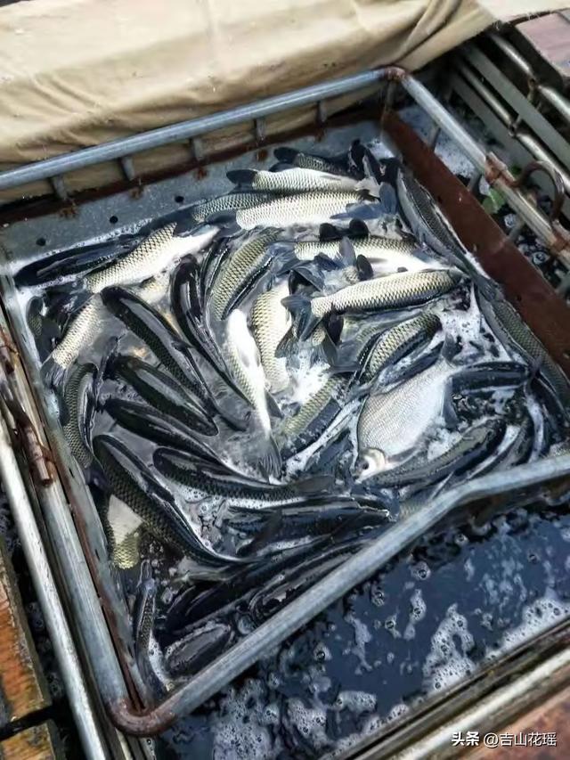 —個10畝魚塘養魚利潤一個20畝魚塘養魚利潤插圖1 —個10畝魚塘養魚利潤一個20畝魚塘養魚利潤插圖1