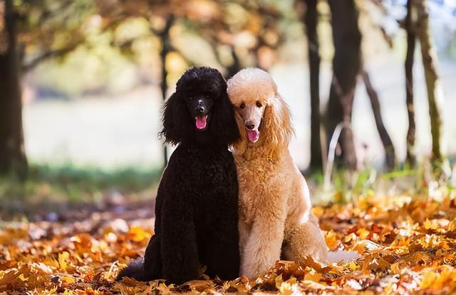 貴賓犬圖片貴賓犬圖片造型圖片大全插圖1 貴賓犬圖片貴賓犬圖片造型圖片大全插圖1
