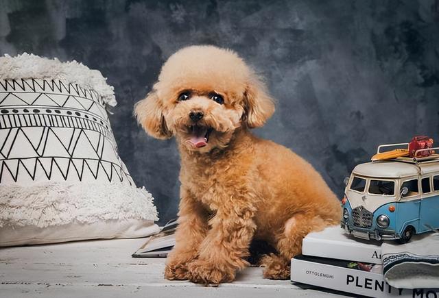 貴賓犬圖片貴賓犬圖片造型圖片大全插圖2 貴賓犬圖片貴賓犬圖片造型圖片大全插圖2