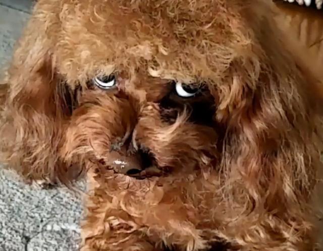 貴賓犬圖片貴賓犬圖片造型圖片大全插圖7 貴賓犬圖片貴賓犬圖片造型圖片大全插圖7