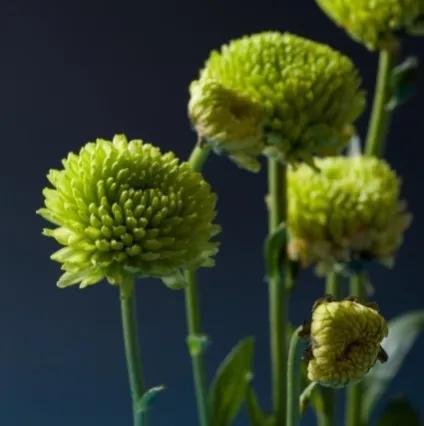 女生的小雛菊長(zhǎng)什么樣女生的小雛菊長(zhǎng)什么樣(不是花)照片插圖5