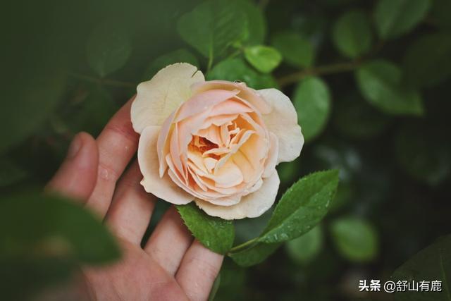 福緣論壇福緣論壇真的嗎插圖4 福緣論壇福緣論壇真的嗎插圖4