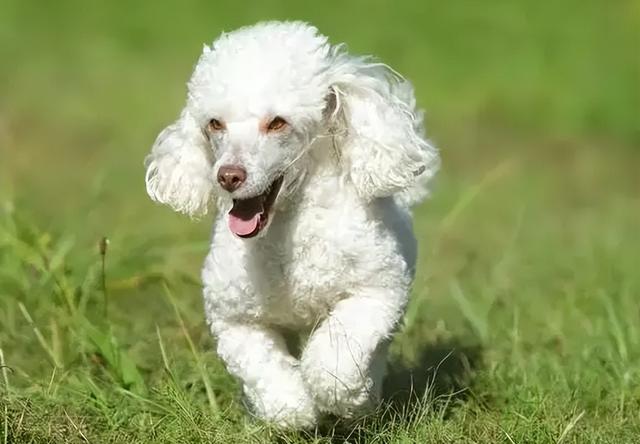 貴賓犬圖片貴賓犬圖片造型圖片大全插圖 貴賓犬圖片貴賓犬圖片造型圖片大全插圖