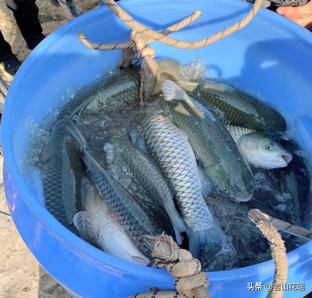 —個10畝魚塘養魚利潤一個20畝魚塘養魚利潤插圖2 —個10畝魚塘養魚利潤一個20畝魚塘養魚利潤插圖2