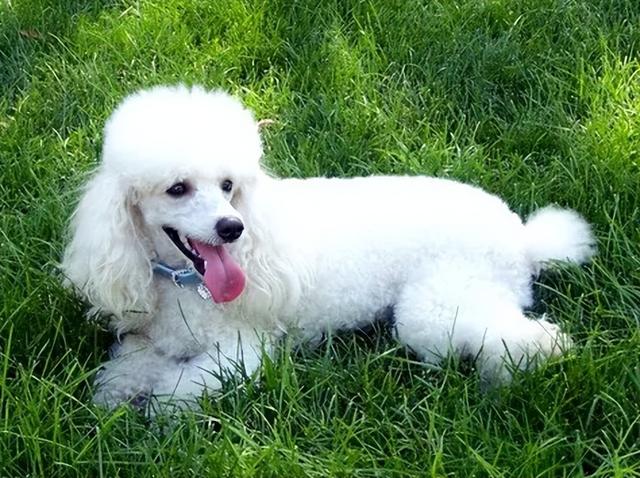 貴賓犬圖片貴賓犬圖片造型圖片大全插圖4 貴賓犬圖片貴賓犬圖片造型圖片大全插圖4