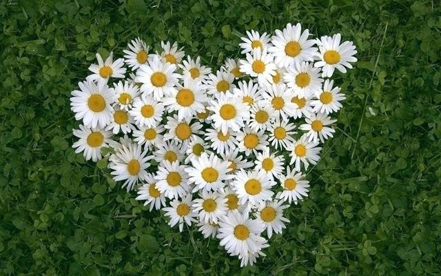 女生的小雛菊長(zhǎng)什么樣女生的小雛菊長(zhǎng)什么樣(不是花)照片插圖2