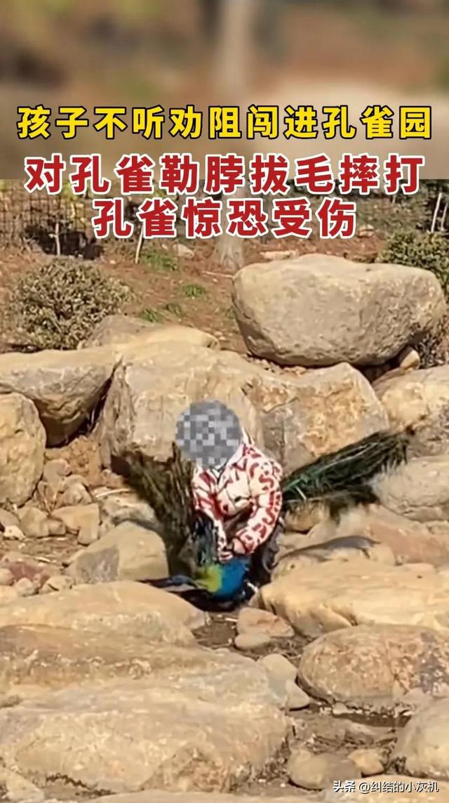 世界上最恐怖的孔雀世界上最恐怖的孔雀長什么樣子圖片插圖1 世界上最恐怖的孔雀世界上最恐怖的孔雀長什么樣子圖片插圖1