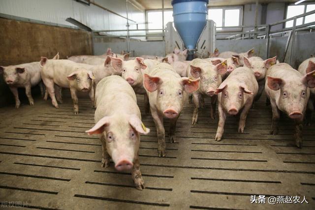2022年養什么掙錢最快的2022養殖業什么最賺錢農村插圖1 2022年養什么掙錢最快的2022養殖業什么最賺錢農村插圖1