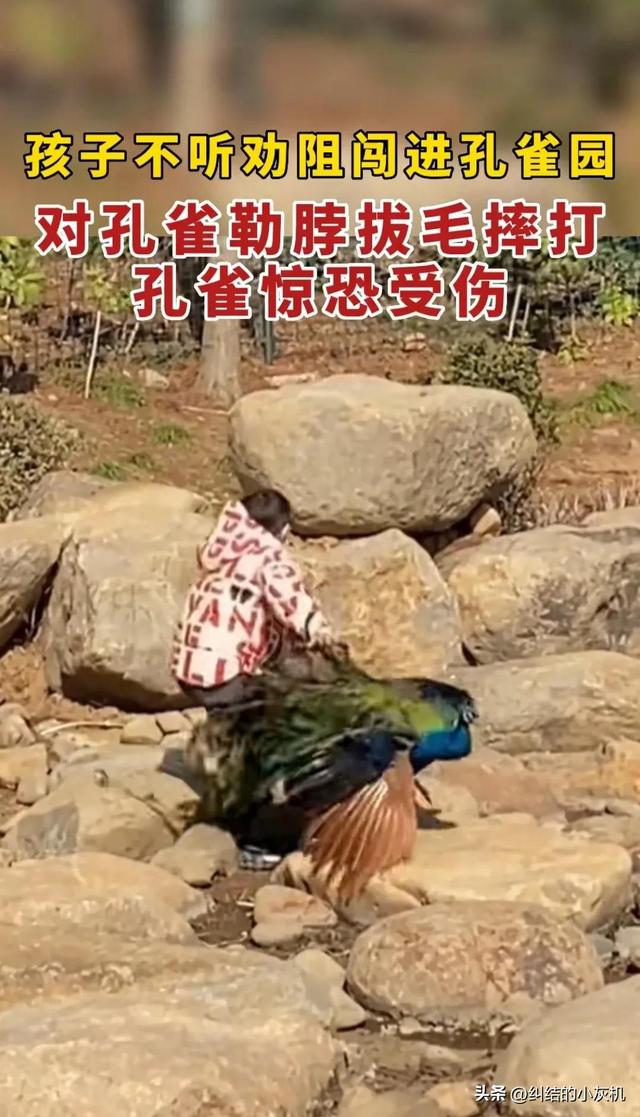 世界上最恐怖的孔雀世界上最恐怖的孔雀長什么樣子圖片插圖2 世界上最恐怖的孔雀世界上最恐怖的孔雀長什么樣子圖片插圖2