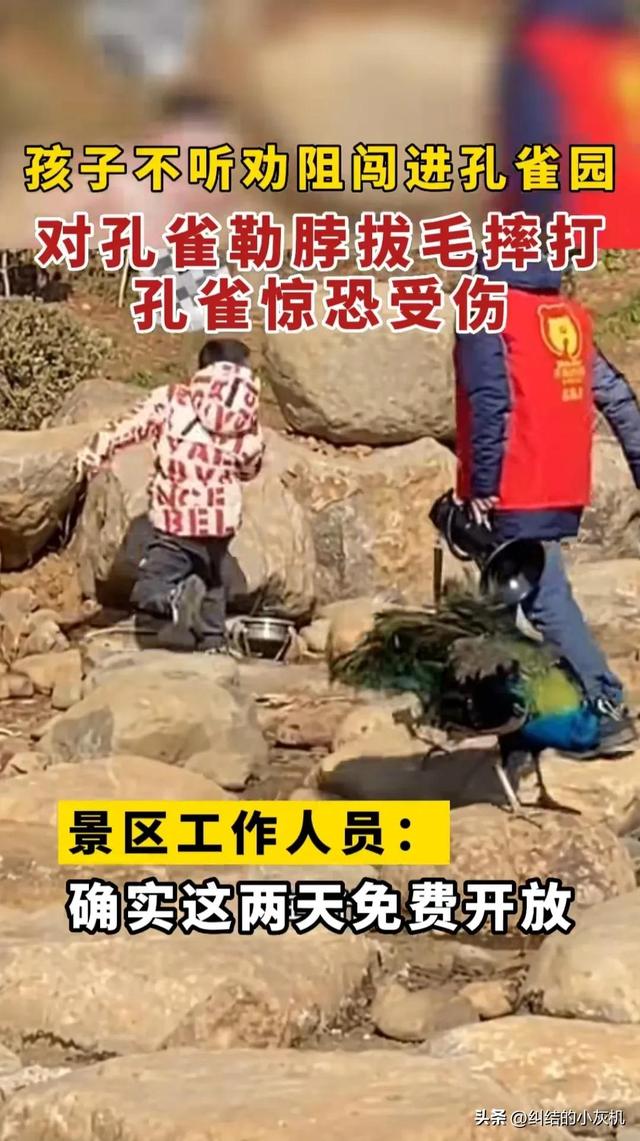 世界上最恐怖的孔雀世界上最恐怖的孔雀長什么樣子圖片插圖3 世界上最恐怖的孔雀世界上最恐怖的孔雀長什么樣子圖片插圖3