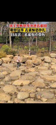 世界上最恐怖的孔雀世界上最恐怖的孔雀長什么樣子圖片插圖 世界上最恐怖的孔雀世界上最恐怖的孔雀長什么樣子圖片插圖