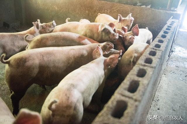 2022年養什么掙錢最快的2022養殖業什么最賺錢農村插圖 2022年養什么掙錢最快的2022養殖業什么最賺錢農村插圖