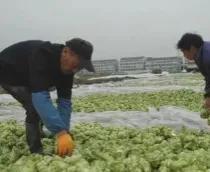 低調賺大錢的灰色行業文華財經期貨app下載官網插圖7 低調賺大錢的灰色行業文華財經期貨app下載官網插圖7