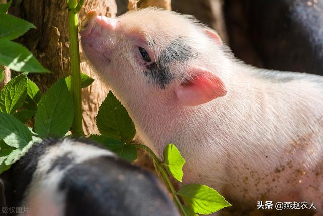 2022年養什么掙錢最快的2022養殖業什么最賺錢農村插圖3 2022年養什么掙錢最快的2022養殖業什么最賺錢農村插圖3