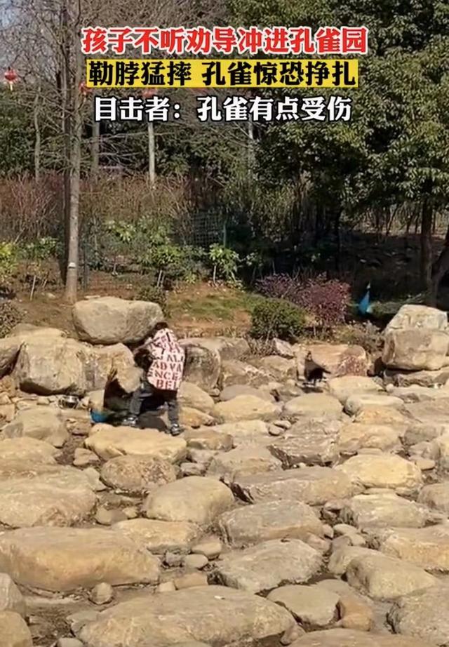 世界上最恐怖的孔雀世界上最大的孔雀長什么樣插圖 世界上最恐怖的孔雀世界上最大的孔雀長什么樣插圖