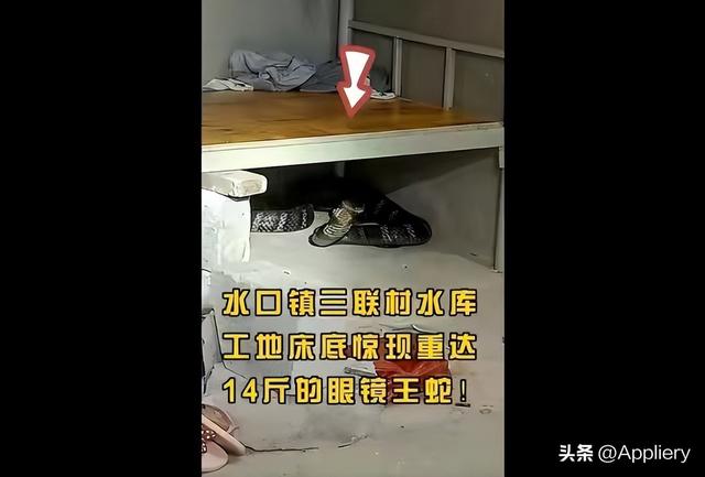 大蛇太難對(duì)付我堅(jiān)持不住了有兩條蛇住進(jìn)了我身體插圖2 大蛇太難對(duì)付我堅(jiān)持不住了有兩條蛇住進(jìn)了我身體插圖2