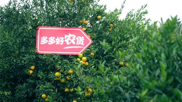 拼多多助力全是福氣滿滿拼多多福氣滿滿還有希望嗎插圖1 拼多多助力全是福氣滿滿拼多多福氣滿滿還有希望嗎插圖1