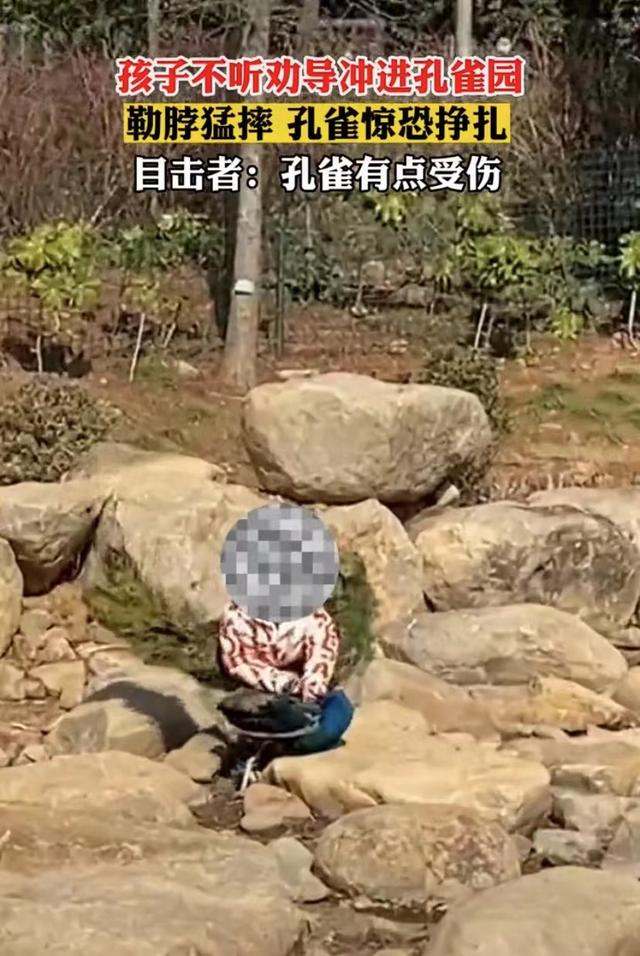 世界上最恐怖的孔雀世界上最大的孔雀長什么樣插圖1 世界上最恐怖的孔雀世界上最大的孔雀長什么樣插圖1