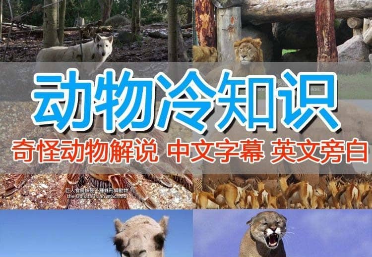 外面賣1699的國外紀(jì)錄片解說（動物解說、美食、動畫片）穩(wěn)過中視頻插圖