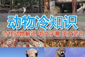 外面賣1699的國外紀(jì)錄片解說（動物解說、美食、動畫片）穩(wěn)過中視頻